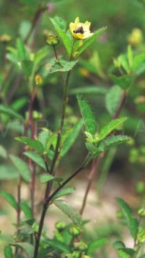 Sida rhombifolia - Flowering branch - Click to enlarge!