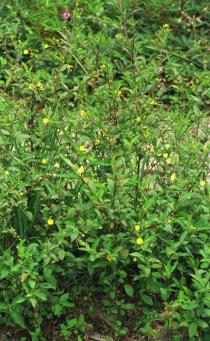 Sida rhombifolia - Habit - Click to enlarge!