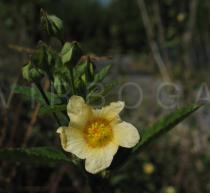 Sida rhombifolia - Flower - Click to enlarge!