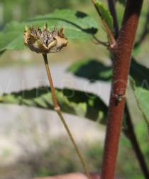 Sida rhombifolia - Ripe capsule - Click to enlarge!