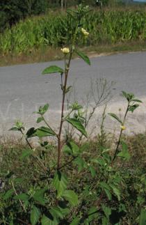Sida rhombifolia - Twig - Click to enlarge!