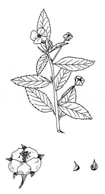Sida rhombifolia - Click to enlarge!