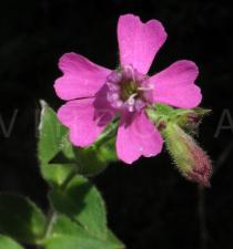 Silene acutifolia - Flower - Click to enlarge!