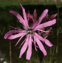 Silene flos-cuculi - Flower - Click to enlarge!