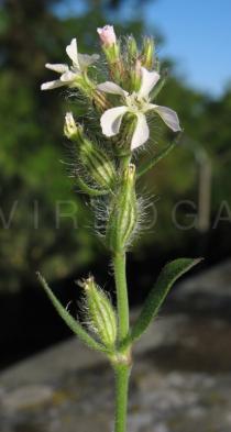 Silene gallica - Flower - Click to enlarge!