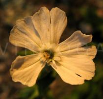 Silene latifolia - Male flower close-up - Click to enlarge!