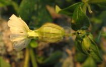 Silene latifolia - Flower side view - Click to enlarge!