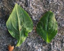 Silene latifolia - Upper and lower side of leaf - Click to enlarge!