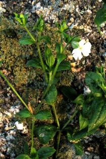 Silene latifolia - Twig - Click to enlarge!