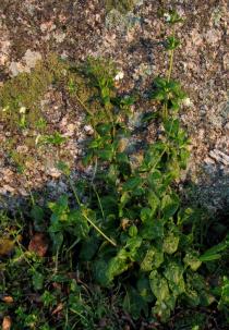Silene latifolia - Habit - Click to enlarge!