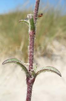 Silene nicaeensis - Leaf Arrangement - Click to enlarge!