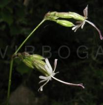 Silene nutans - Flower, side view - Click to enlarge!