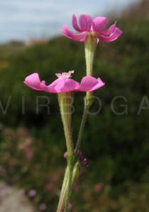 Silene scabriflora - Flowers side view - Click to enlarge!