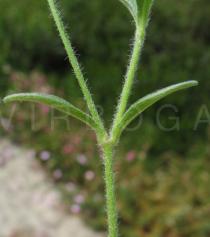 Silene scabriflora - Leaf insertion - Click to enlarge!