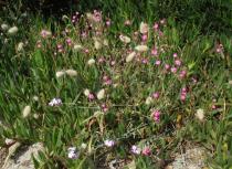 Silene scabriflora - Habit - Click to enlarge!