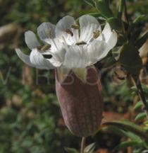 Silene uniflora - Flower - Click to enlarge!