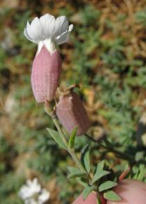 Silene uniflora - Flower side view - Click to enlarge!
