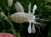 Silene vulgaris - Flower - Click to enlarge!
