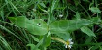 Silene vulgaris - Leaf insertion - Click to enlarge!