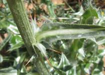 Silybum eburneum - Leaf insertion - Click to enlarge!