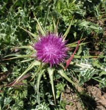 Silybum marianum - Flower head - Click to enlarge!
