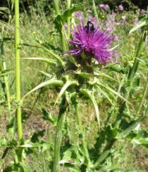 Silybum marianum - Flower head - Click to enlarge!