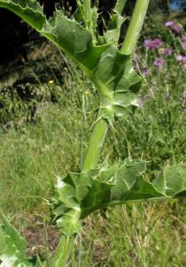 Silybum marianum - Leaf insertion - Click to enlarge!