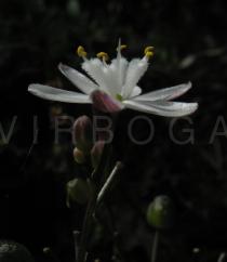 Simethis mattiazzi - Flower side view - Click to enlarge!