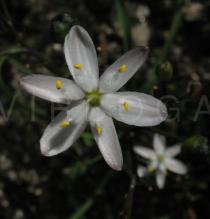 Simethis mattiazzi - Flower - Click to enlarge!