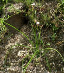 Simethis mattiazzi - Plant close-up - Click to enlarge!