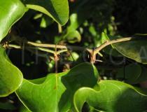 Smilax aspera - Leaf insertion - Click to enlarge!
