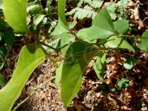 Smilax rotundifolia - Twig - Click to enlarge!