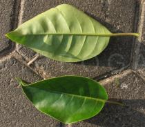Solandra maxima - Upper and lower surface of leaf - Click to enlarge!