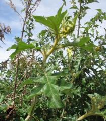 Solanum aculeastrum - Branch - Click to enlarge!