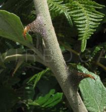 Solanum aculeastrum - Thorns - Click to enlarge!