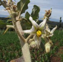 Solanum aculeastrum - Flower - Click to enlarge!