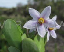 Solanum africanum - Flower - Click to enlarge!
