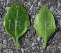 Solanum africanum - Upper and lower surface of leaf - Click to enlarge!