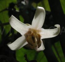 Solanum betaceum - Flower - Click to enlarge!