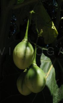 Solanum betaceum - Fruits - Click to enlarge!