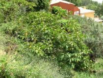 Solanum chrysotrichum - Habit - Click to enlarge!