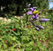 Solanum dulcamara - Inflorescence - Click to enlarge!