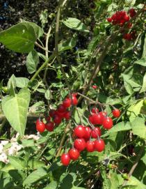 Solanum dulcamara - Infructescence - Click to enlarge!