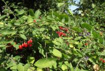 Solanum dulcamara - Branch - Click to enlarge!