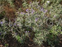 Solanum elaeagnifolium - Habit - Click to enlarge!
