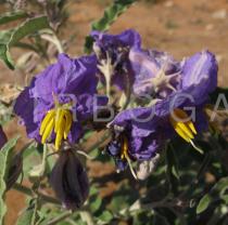 Solanum elaeagnifolium - Flowers - Click to enlarge!