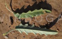 Solanum elaeagnifolium - Upper and lower surface of leaf - Click to enlarge!
