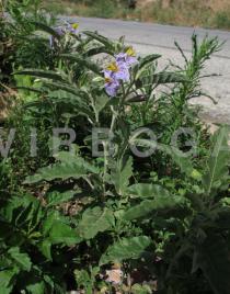 Solanum elaeagnifolium - Habit - Click to enlarge!