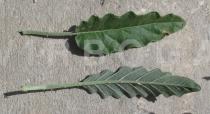 Solanum elaeagnifolium - Upper and lower surface of leaf - Click to enlarge!