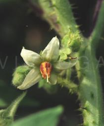 Solanum ferox - Flower - Click to enlarge!